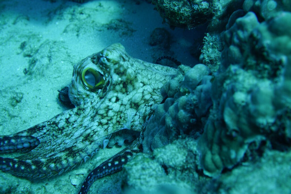 HAWAII DAY OCTOPUS Hawaii Dive Center